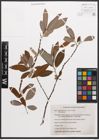 Salix canariensis C. Sm. ex Link